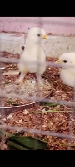 Pure White heavy Cochin buff Chicks/Choze