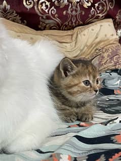 persian kitten for sale