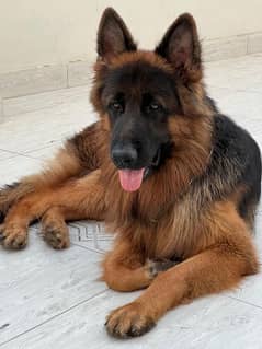 "Smart, Protective, and Loving: German Shepherd for Sale!"