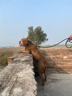 American Pitbull Available Sialkot