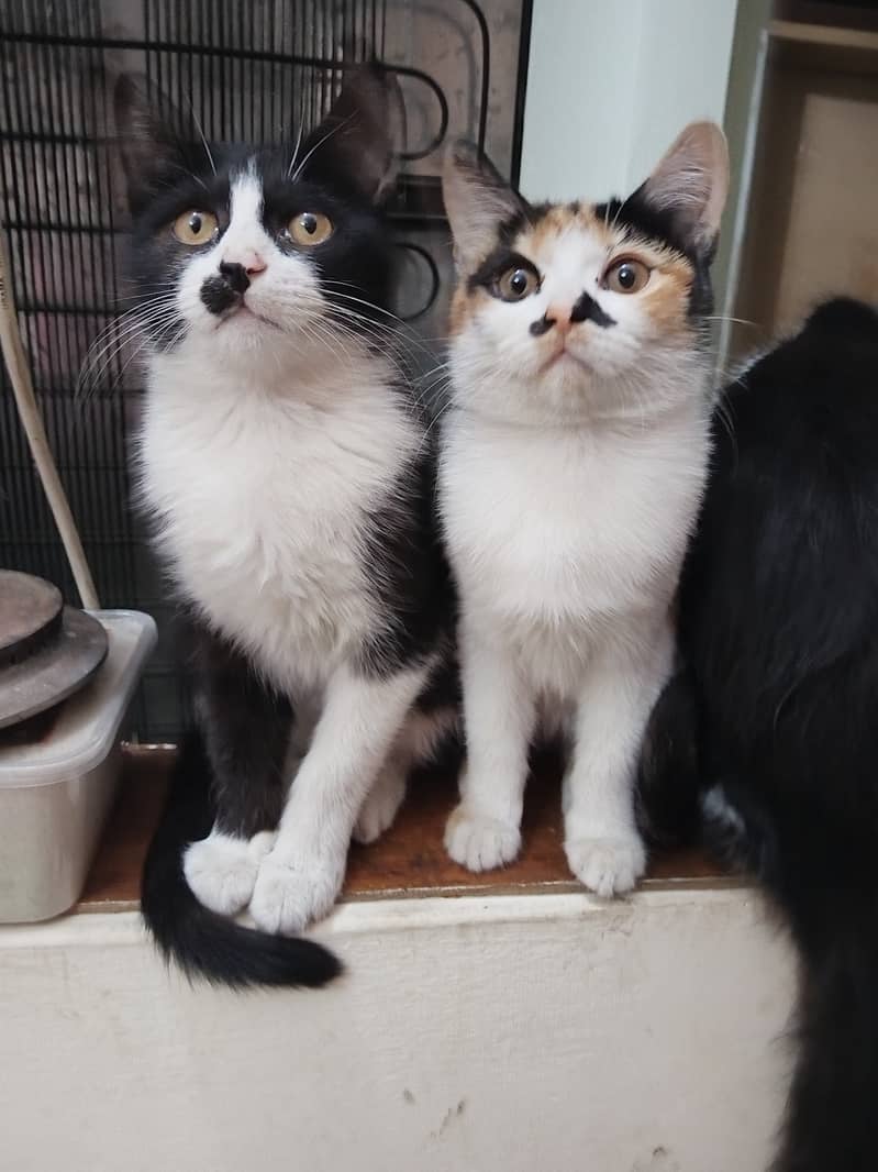 Persian kittens 1