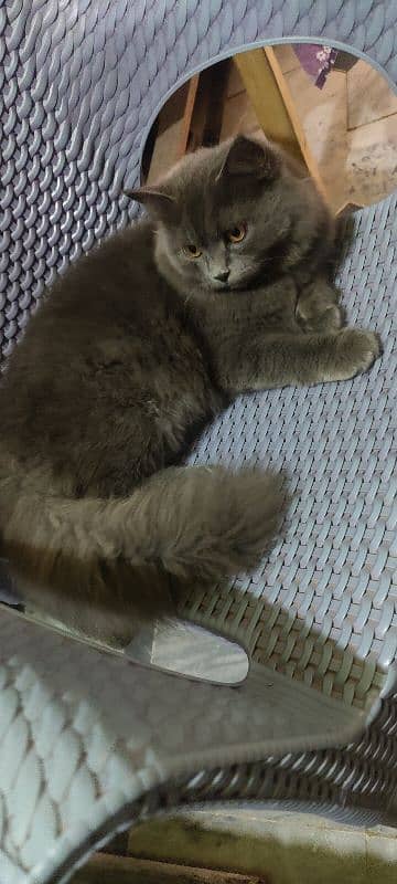 grey Persian kitten 1