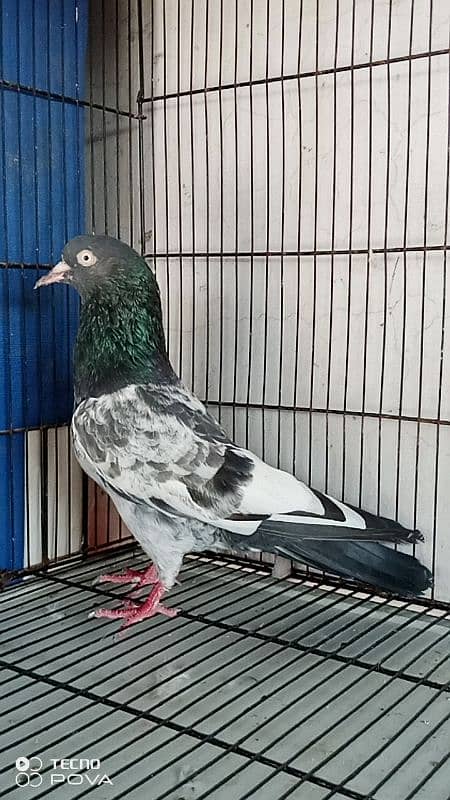 Royal teddy breeder male long beak 3