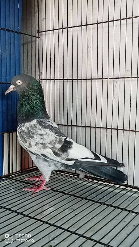 Royal teddy breeder male long beak 0