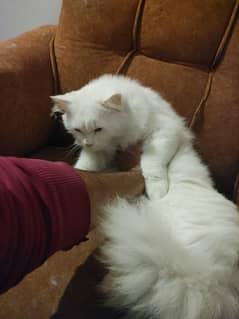 Persian White Female Cat For Sale