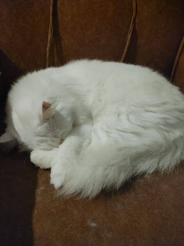 Persian White Female Cat For Sale 2