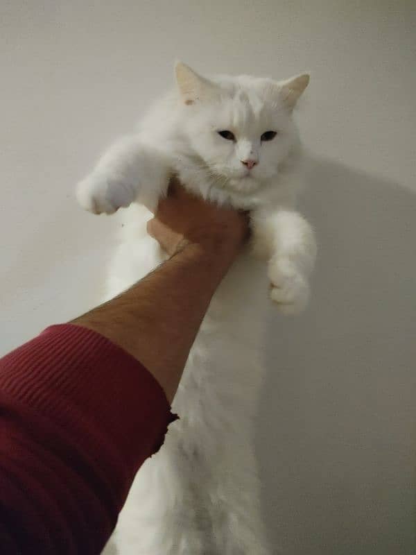 Persian White Female Cat For Sale 3