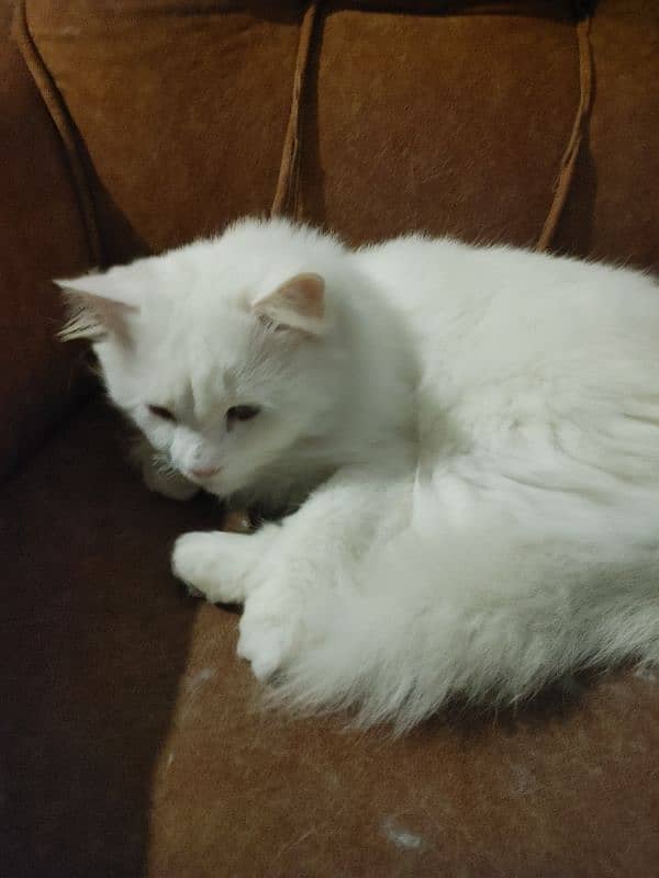 Persian White Female Cat For Sale 4