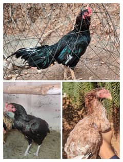 Amroha Lassani Heera mirthi chicks or eggs