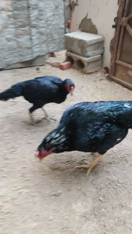 Amroha Lassani Heera mirthi chicks or eggs 1