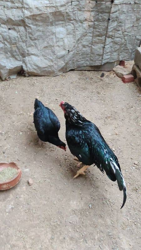 Amroha Lassani Heera mirthi chicks or eggs 2