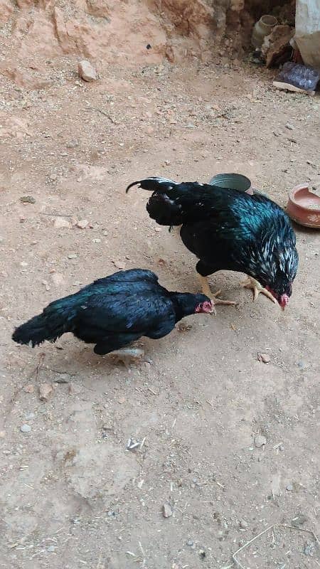 Amroha Lassani Heera mirthi chicks or eggs 3