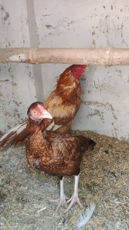 Amroha Lassani Heera mirthi chicks or eggs 4