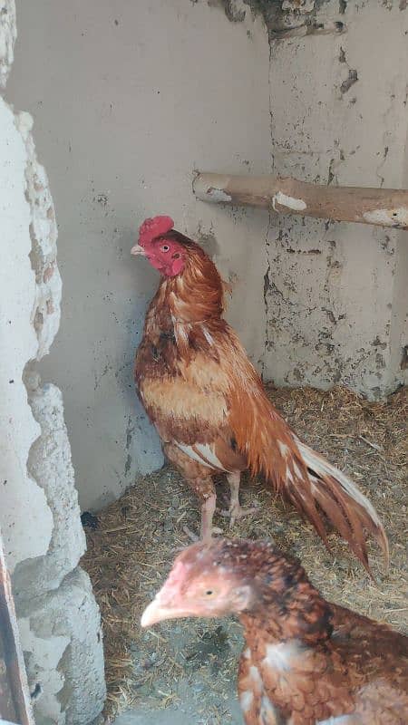 Amroha Lassani Heera mirthi chicks or eggs 5