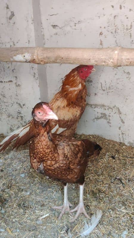 Amroha Lassani Heera mirthi chicks or eggs 6