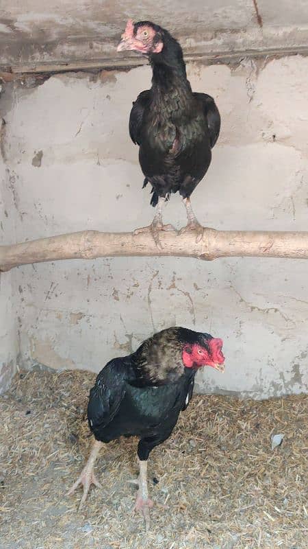 Amroha Lassani Heera mirthi chicks or eggs 7