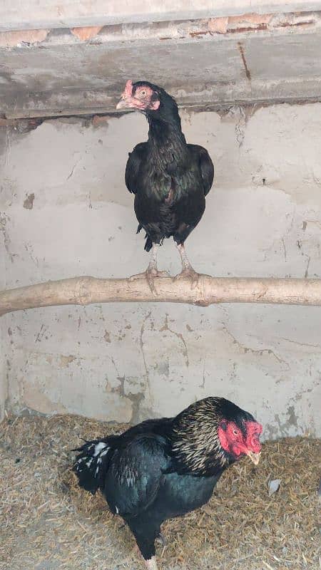 Amroha Lassani Heera mirthi chicks or eggs 8