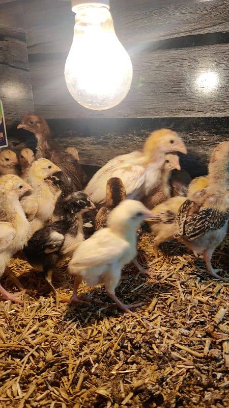 Amroha Lassani Heera mirthi chicks or eggs 10