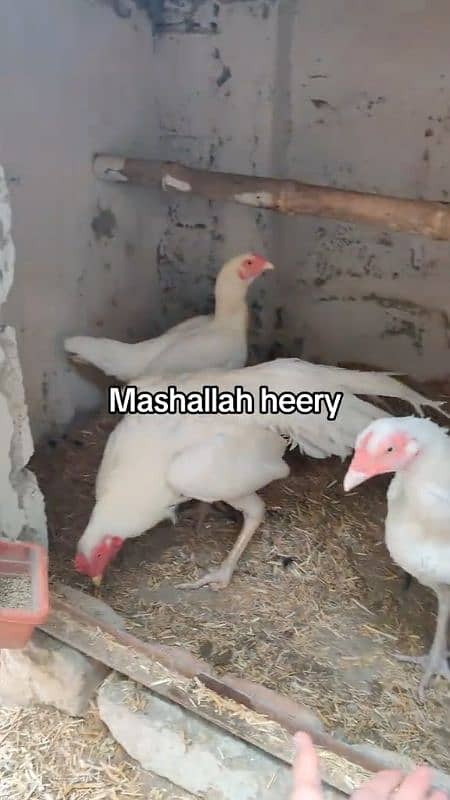 Amroha Lassani Heera mirthi chicks or eggs 13