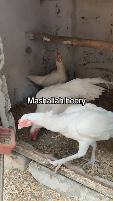 Amroha Lassani Heera mirthi chicks or eggs 14