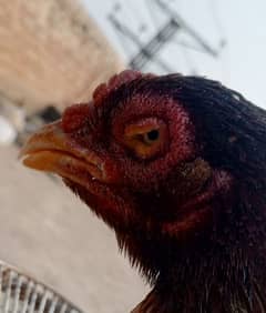 breeder hen for sale