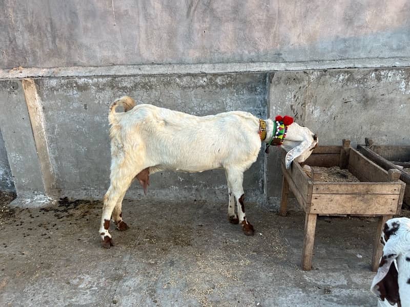 Desi bakri is up for sale with male kid age of 2 months 0