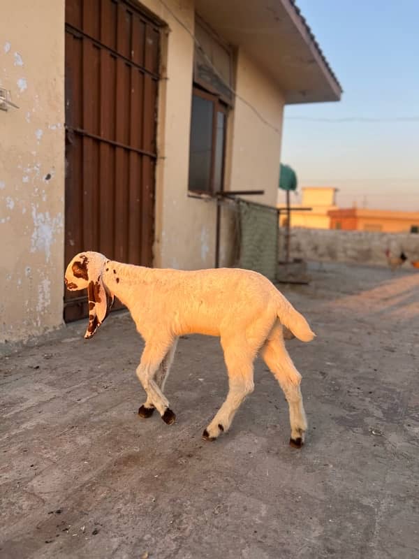 Desi bakri is up for sale with male kid age of 2 months 1