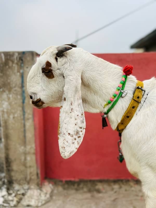 Desi bakri is up for sale with male kid age of 2 months 2