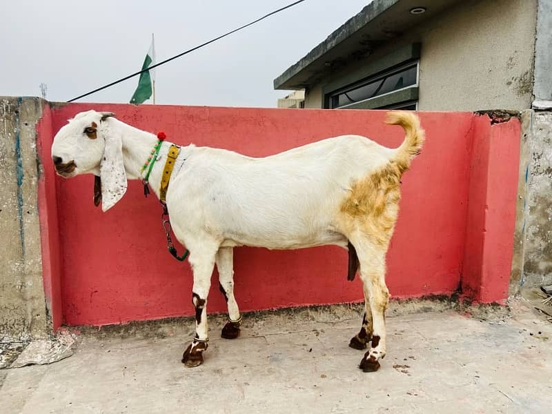 Desi bakri is up for sale with male kid age of 2 months 3