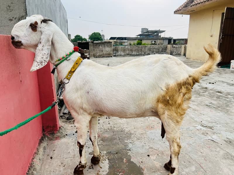 Desi bakri is up for sale with male kid age of 2 months 4