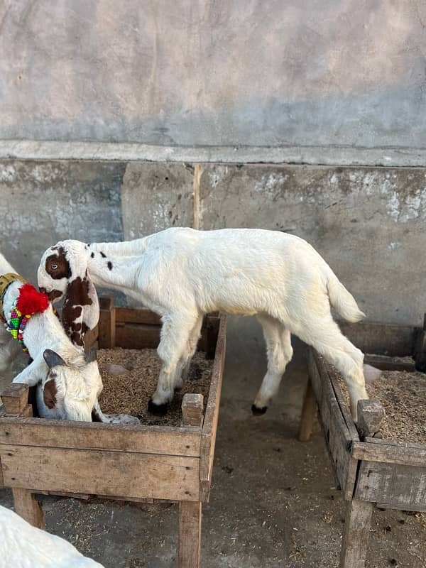 Desi bakri is up for sale with male kid age of 2 months 5