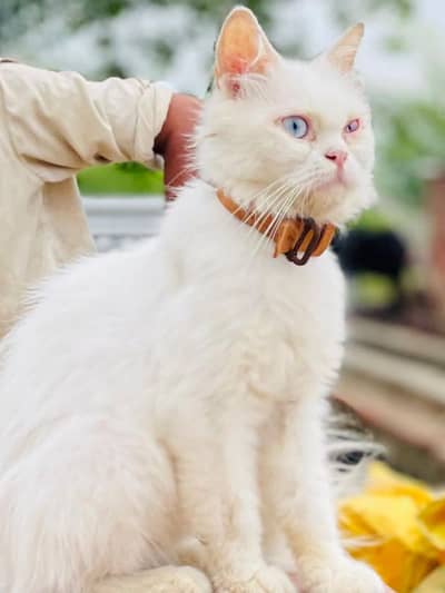 persian cat for sale