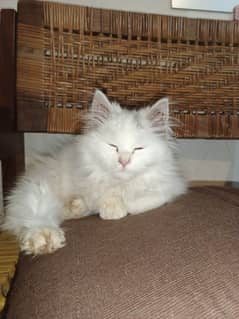 triple coat Persian kitten