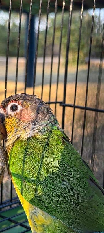 Green cheek conure with small cage 1