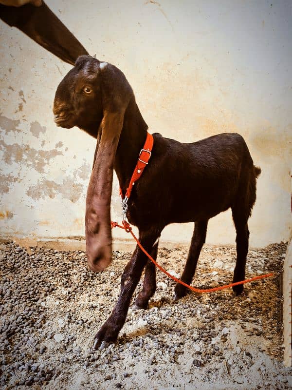 Kamori bakri 5 month age / pure kamori pat / kamori patt / kamori goat 1