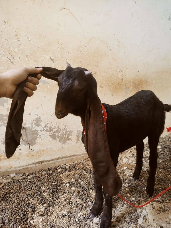 Kamori bakri 5 month age / pure kamori pat / kamori patt / kamori goat 2