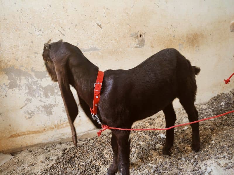 Kamori bakri 5 month age / pure kamori pat / kamori patt / kamori goat 0