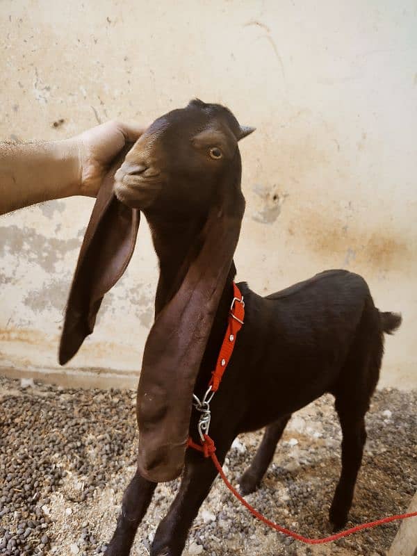 Kamori bakri 5 month age / pure kamori pat / kamori patt / kamori goat 5