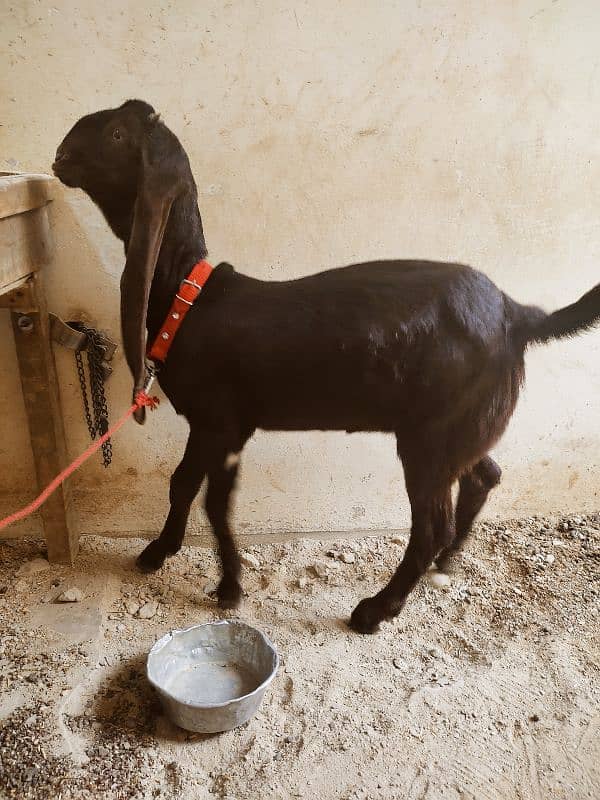 Kamori bakri 5 month age / pure kamori pat / kamori patt / kamori goat 15