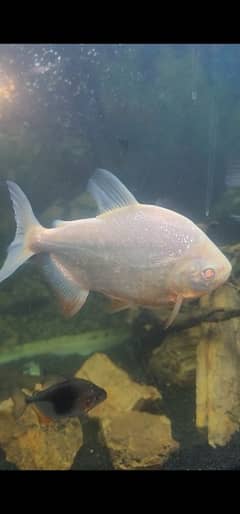 Albino Red Belly Pacu Monster Fish Single Piece