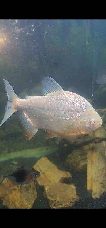 Albino Red Belly Pacu Monster Fish Single Piece 1