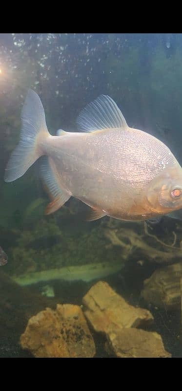 Albino Red Belly Pacu Monster Fish Single Piece 2