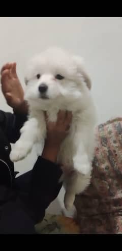 Maltese puppy