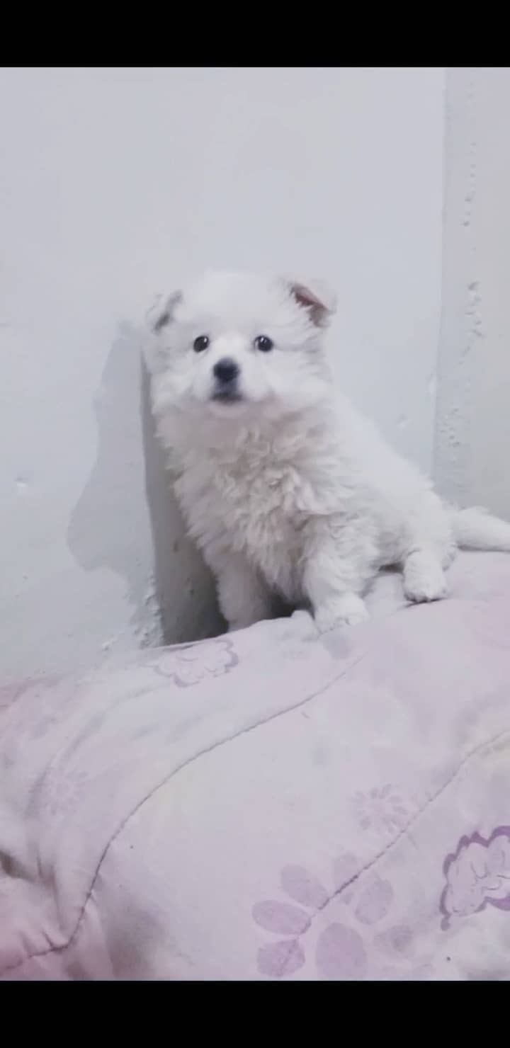 Maltese puppy 5