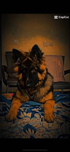 GERMAN SHEPHERD