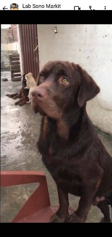 labradog puppy 3