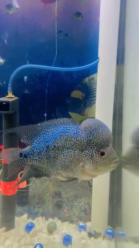 Single Fish Flowerhorn 0