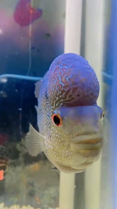 Single Fish Flowerhorn 2