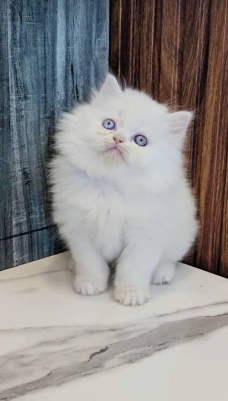 Persian Kittens/White/male Female/Cats/High quality 0