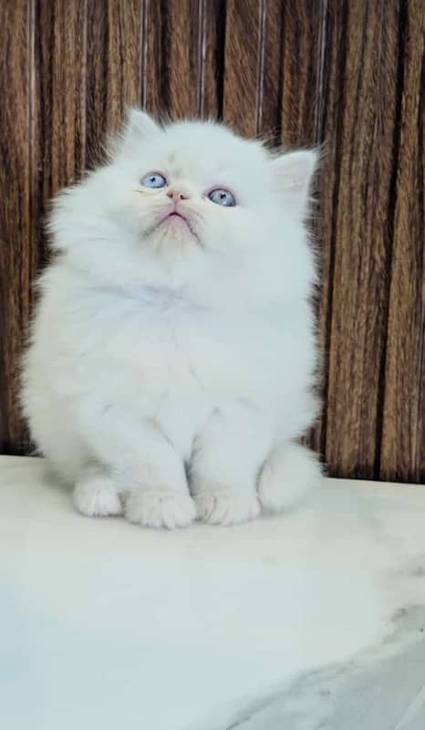 Persian Kittens/White/male Female/Cats/High quality 1